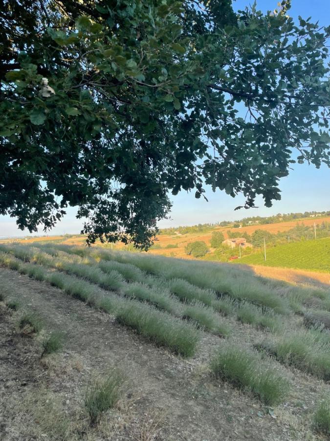 La Ca Dal Non Bioagriturismo - Alpenice Savignano sul Panaro Bagian luar foto